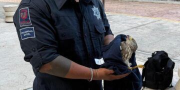 Rescatan en Tulum a joven gavilán tras caer presuntamente de su nido