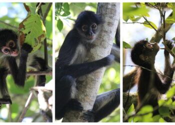 Activan protocolo para salvar monos afectados por el calor extremo en México