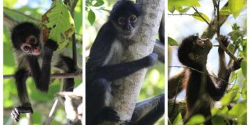 Activan protocolo para salvar monos afectados por el calor extremo en México