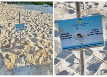 Confirman primer nido de tortuga marina y arranca temporada de anidación en Tulum