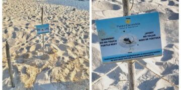 Confirman primer nido de tortuga marina y arranca temporada de anidación en Tulum