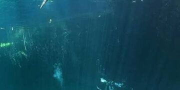 Prohibirán actividades de nado con cocodrilos en Tulum tras ataque de “Panchito”
