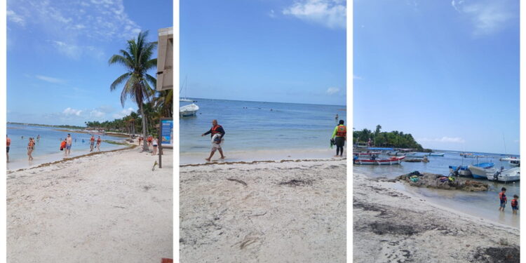 Akumal amanece sin sargazo y ofrece un respiro en plena temporada de arribazón