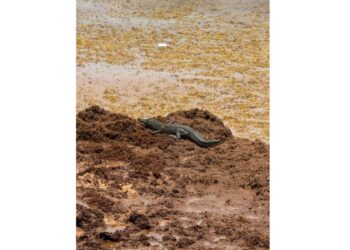 Cocodrilo aparece entre sargazo en playa de Tulum y sorprende a trabajadores