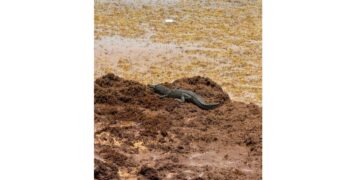 Cocodrilo aparece entre sargazo en playa de Tulum y sorprende a trabajadores