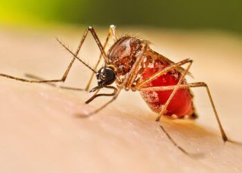 Quintana Roo registra aumento del 36% en casos de dengue durante 2026