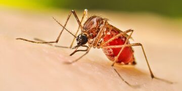Quintana Roo registra aumento del 36% en casos de dengue durante 2026