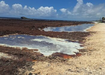 Advierten riesgos para la salud y los ecosistemas por acumulación de sargazo en las costas de Quintana Roo