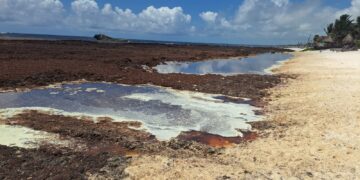 Advierten riesgos para la salud y los ecosistemas por acumulación de sargazo en las costas de Quintana Roo