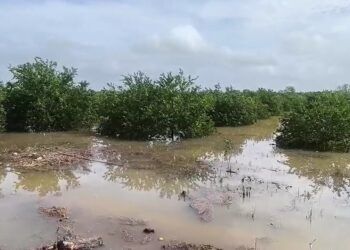 Lluvias inundan 120 hectáreas de cultivos en Saczuquil y frenan actividades agrícolas