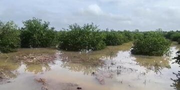 Lluvias inundan 120 hectáreas de cultivos en Saczuquil y frenan actividades agrícolas