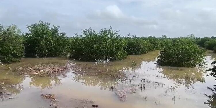 Lluvias inundan 120 hectáreas de cultivos en Saczuquil y frenan actividades agrícolas