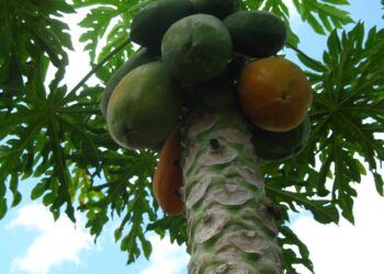 Productores de José María Morelos buscan mantener viva la papaya pese a los desafíos del campo
