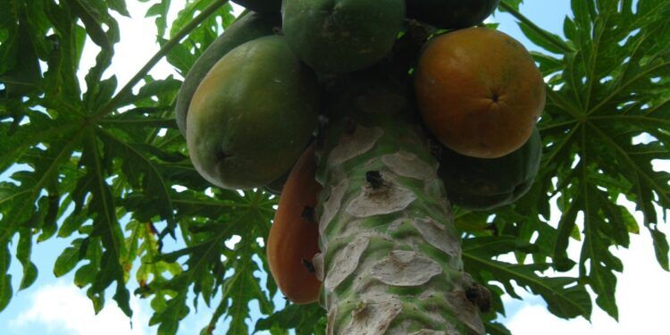Productores de José María Morelos buscan mantener viva la papaya pese a los desafíos del campo