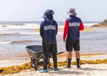 Amplían capacidad para disposición de sargazo y avanzan en recuperación de arena en Tulum