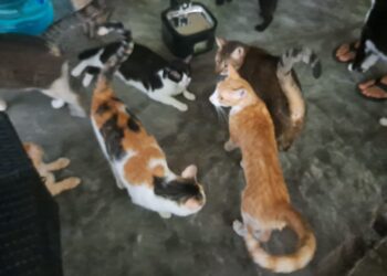 Refugio Alma Animal busca reforzar instalaciones ante temporada de huracanes
