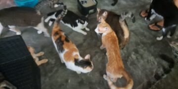 Refugio Alma Animal busca reforzar instalaciones ante temporada de huracanes