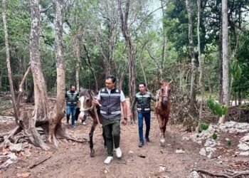 Rescatan 12 caballos en presunto estado de abandono y clausuran parque turístico en Tulum