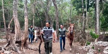 Rescatan 12 caballos en presunto estado de abandono y clausuran parque turístico en Tulum