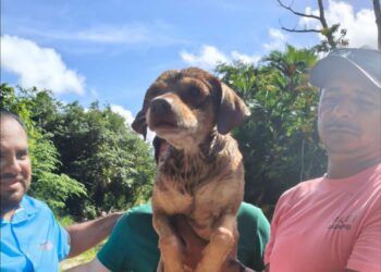 Rescatan a “Firulais” atrapado en canal de agua de la colonia Dina; investigan posible maltrato animal