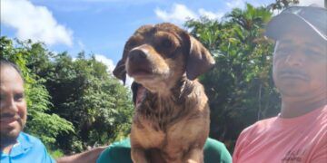 Rescatan a “Firulais” atrapado en canal de agua de la colonia Dina; investigan posible maltrato animal