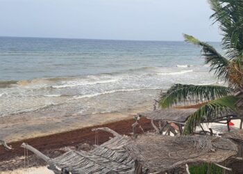 Piden mayor participación de hoteles ante el recale histórico de sargazo en Tulum