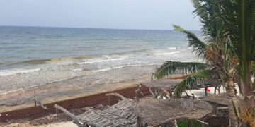 Piden mayor participación de hoteles ante el recale histórico de sargazo en Tulum