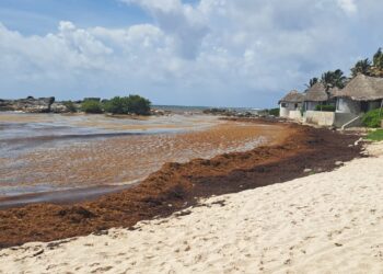 Proponen utilizar Sargacreto en la repavimentación de la avenida Siete Sur en Tulum