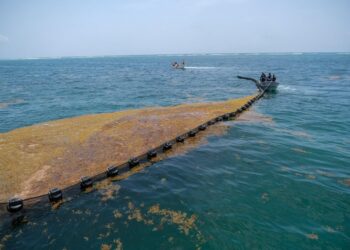 Anuncian inversión histórica de más de 2 mil mdp para combatir el sargazo en el Caribe Mexicano