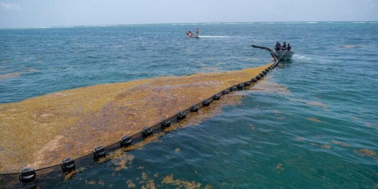 Anuncian inversión histórica de más de 2 mil mdp para combatir el sargazo en el Caribe Mexicano