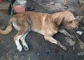Denuncian presunto envenenamiento de dos perros en la comunidad de Cobá