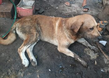 Denuncian presunto envenenamiento de dos perros en la comunidad de Cobá