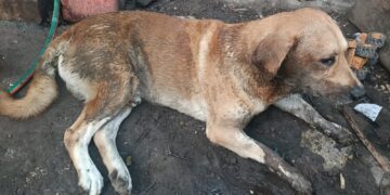 Denuncian presunto envenenamiento de dos perros en la comunidad de Cobá