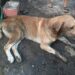 Denuncian presunto envenenamiento de dos perros en la comunidad de Cobá