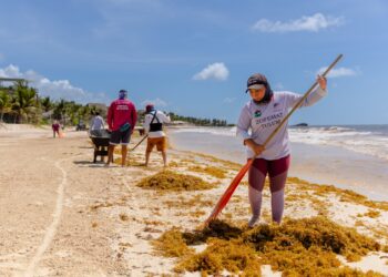 Tulum supera las 2 mil 800 toneladas de sargazo recolectadas durante 2026
