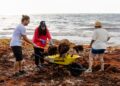 Gobierno, Marina y ciudadanía recolectan 50 toneladas de sargazo en jornada de limpieza en Tulum