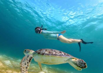 Akumal pausará durante septiembre el nado con tortugas; cooperativas resentirán baja de ingresos
