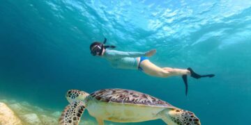 Akumal pausará durante septiembre el nado con tortugas; cooperativas resentirán baja de ingresos