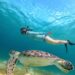 Akumal pausará durante septiembre el nado con tortugas; cooperativas resentirán baja de ingresos