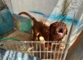 Buscan hogar para dogo de Burdeos abandonado en Tulum