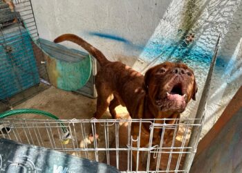 Buscan hogar para dogo de Burdeos abandonado en Tulum