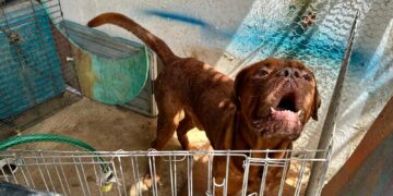 Buscan hogar para dogo de Burdeos abandonado en Tulum
