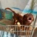 Buscan hogar para dogo de Burdeos abandonado en Tulum