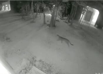 Aumentan avistamientos de felinos en zonas urbanizadas de Tulum