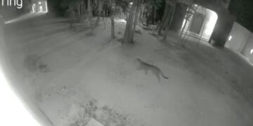 Aumentan avistamientos de felinos en zonas urbanizadas de Tulum