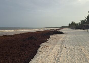 Sargazo golpea con fuerza a Tulum: recolección supera las 4 mil 880 toneladas