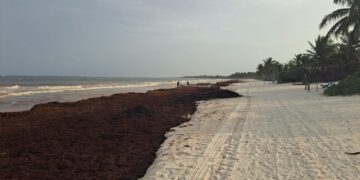 Sargazo golpea con fuerza a Tulum: recolección supera las 4 mil 880 toneladas