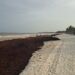 Sargazo golpea con fuerza a Tulum: recolección supera las 4 mil 880 toneladas