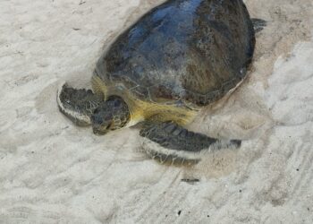 Tortuga verde de 220 kilos termina dentro de piscina de hotel en Tulum