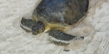 Tortuga verde de 220 kilos termina dentro de piscina de hotel en Tulum